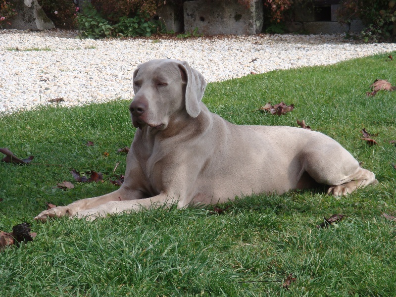 Urus Du domaine des brevonnes